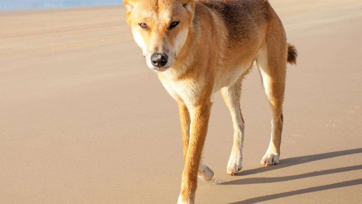 Dingo bites tourist at popular holiday spot