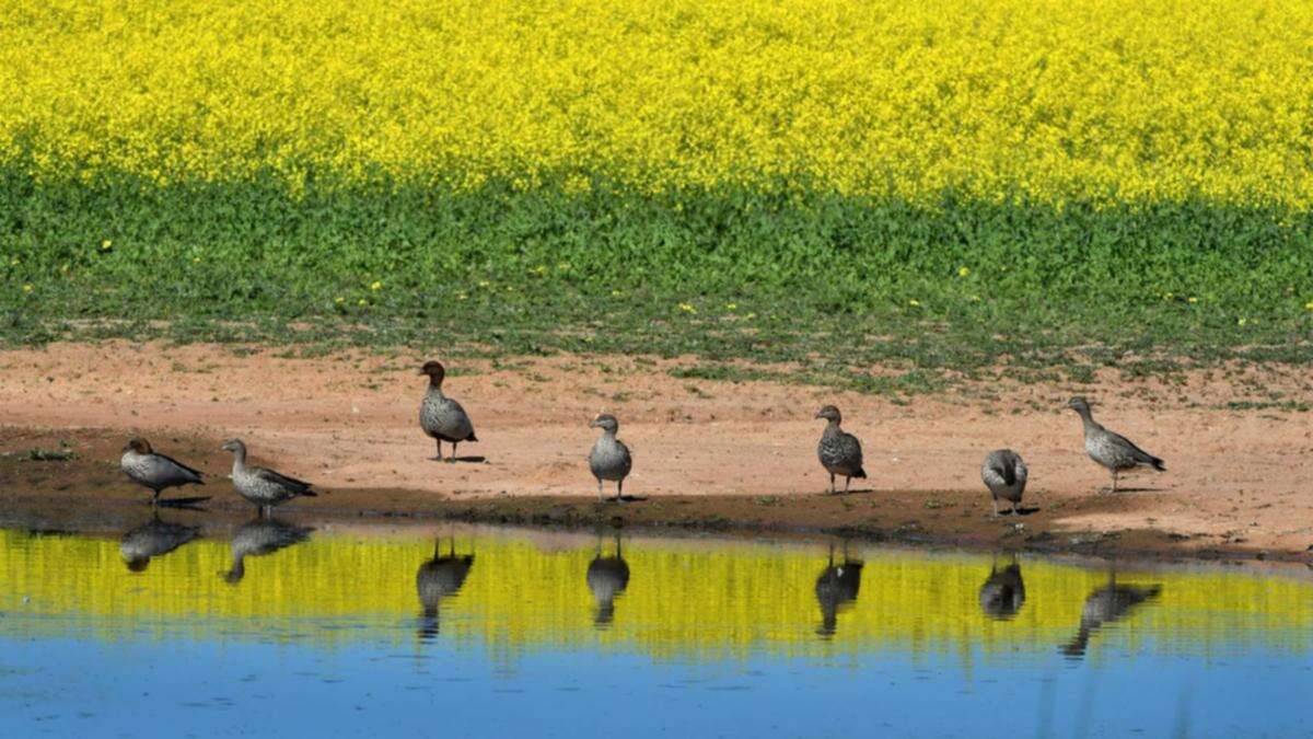 Gaps in biosecurity shield putting farmers at risk