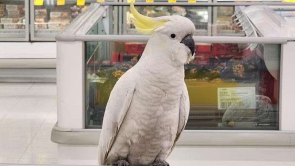 Fury over bird trapped in Coles for 4 weeks