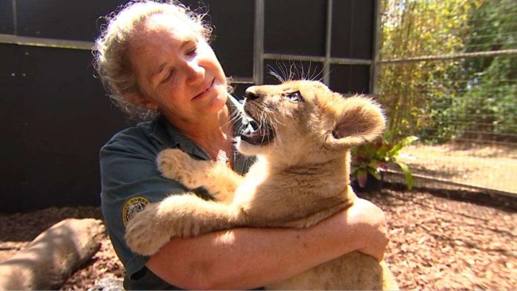 Australian zoo welcomes lion cub after surprise pregnancy