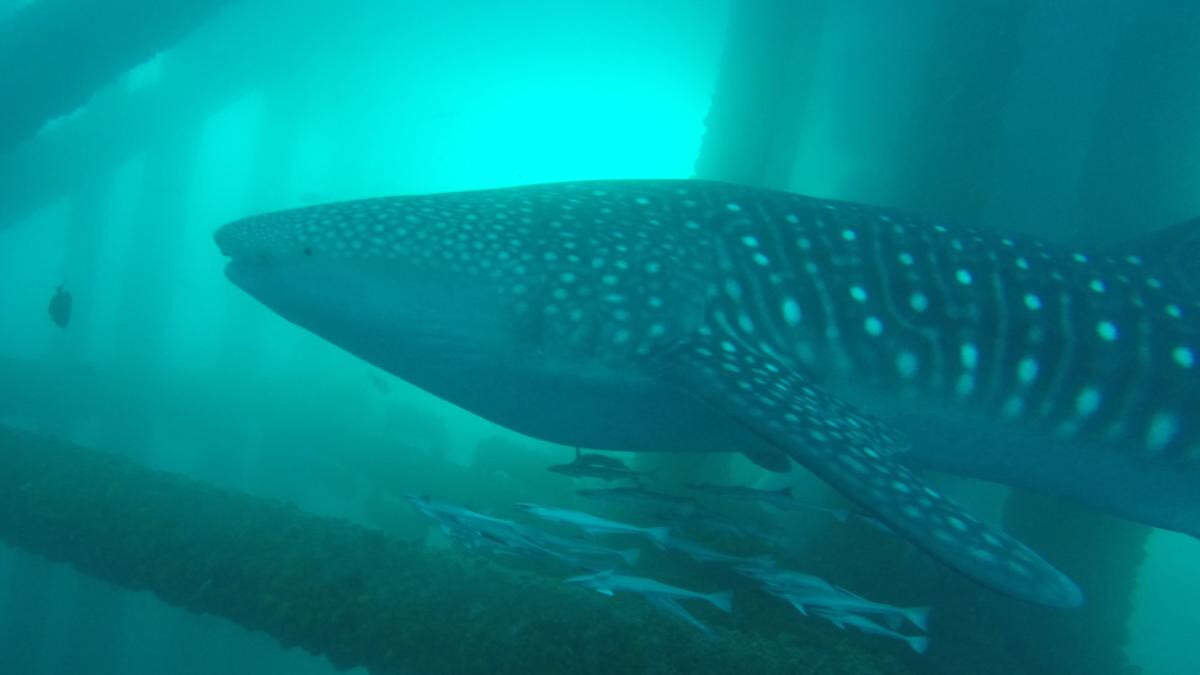 Reason whale sharks are drawn to oil and gas structures