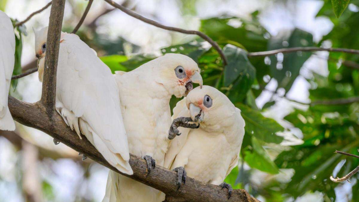 Man accused of vile act to native birds