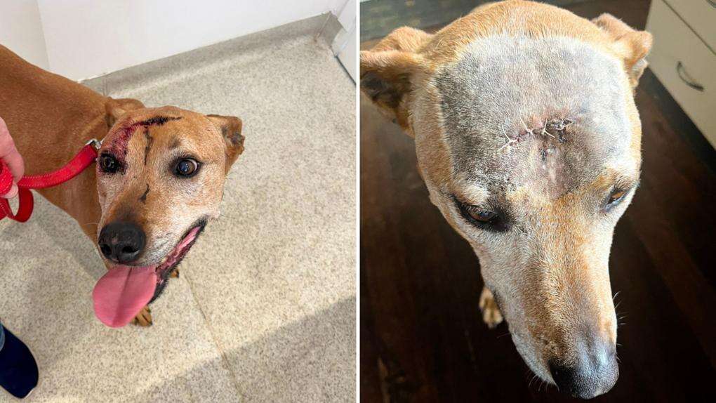 WA woman discovers beloved dog with ‘skull smashed open’