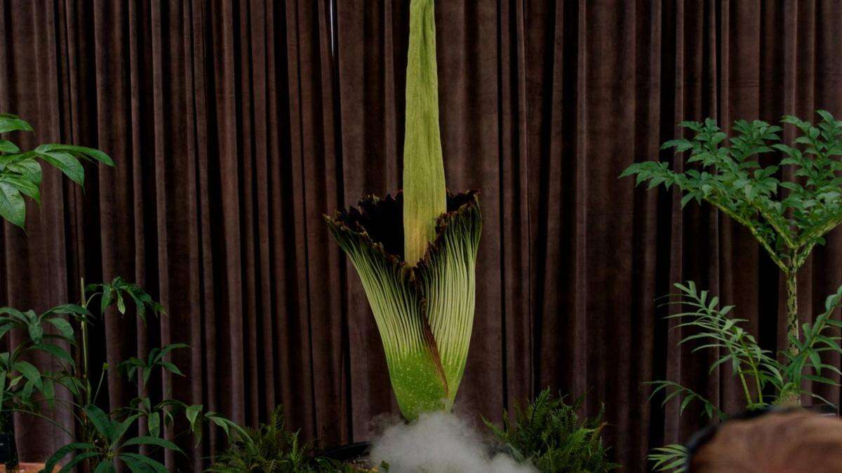 Massive crowds gather for stinky flower