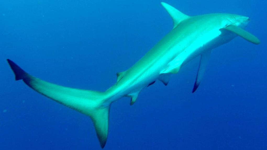 Shark warning issued for popular WA beach after close call