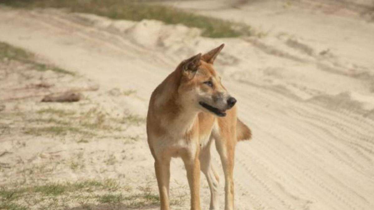 Child, 3, bitten by dingo at popular beach