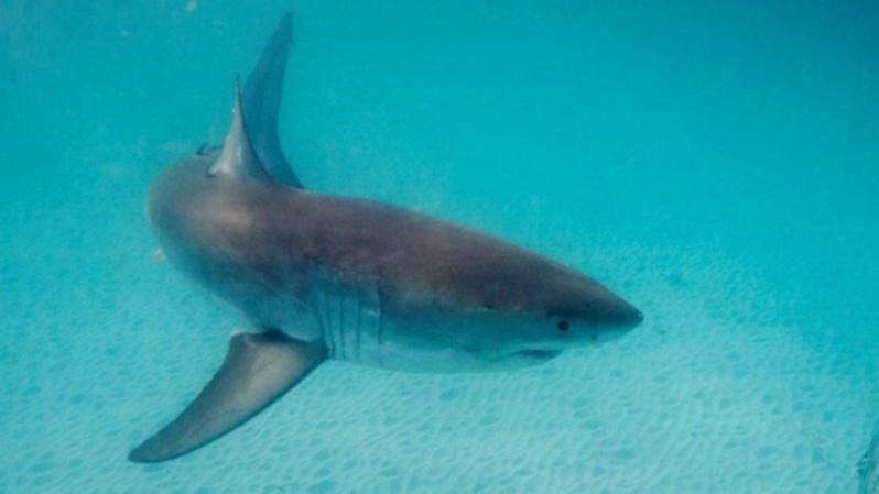 breakingBusy WA beach closed after great white swims close to shore