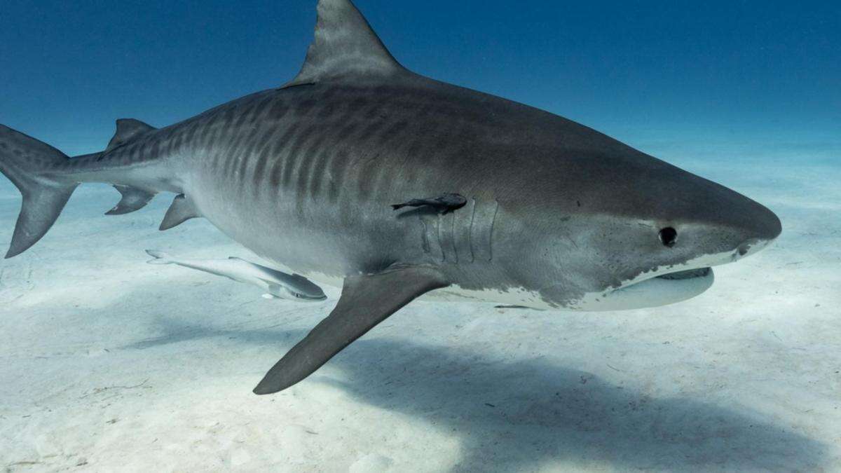 Man attacked by shark at remote beach