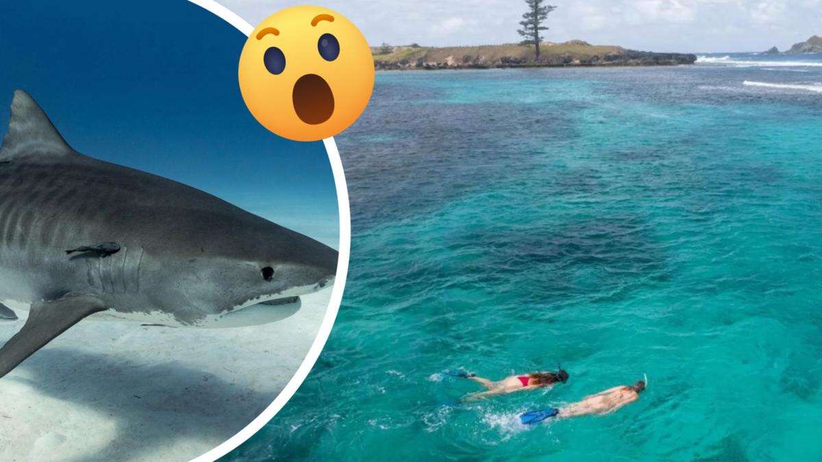 Remote Aussie island home to biggest sharks in the WORLD