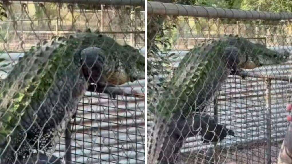 WATCH: Massive crocodile tries to break out of WA park