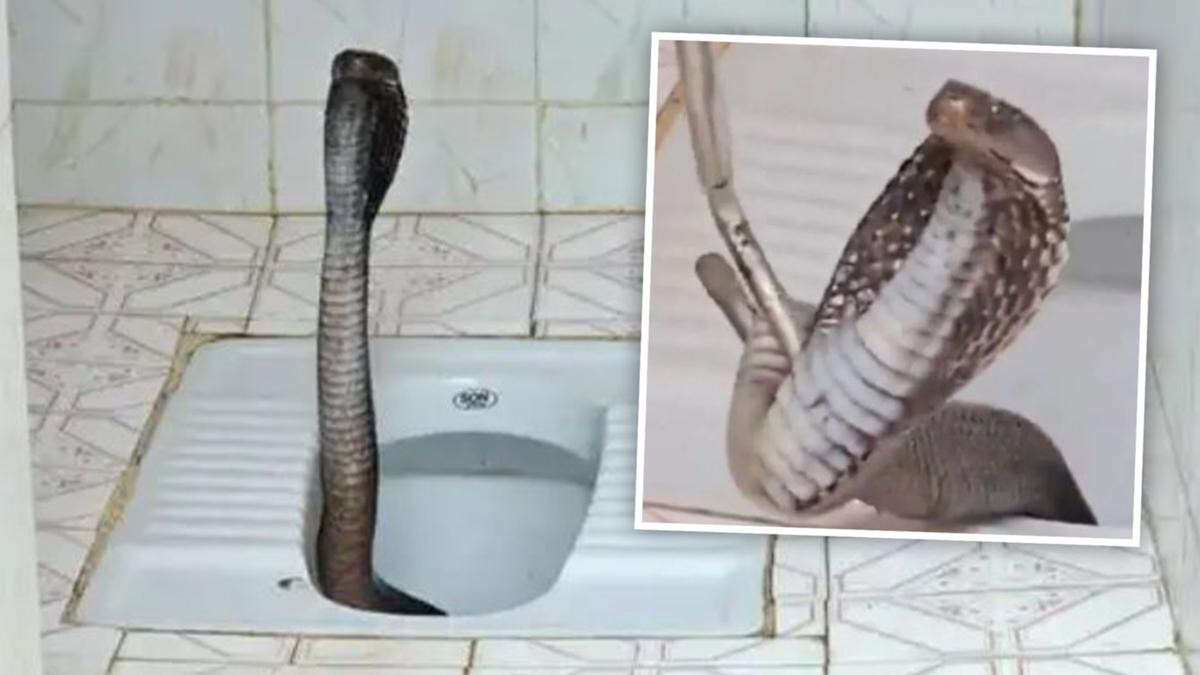 Woman runs screaming after cobra rises out of toilet bowl