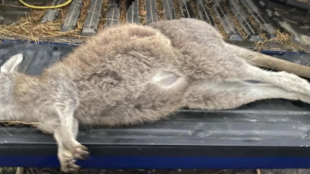 Roo golf course deaths investigated