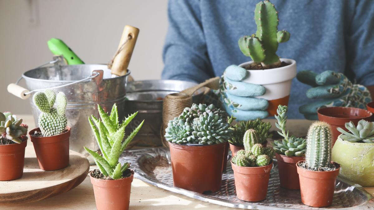 Tips and tricks to propagating cacti