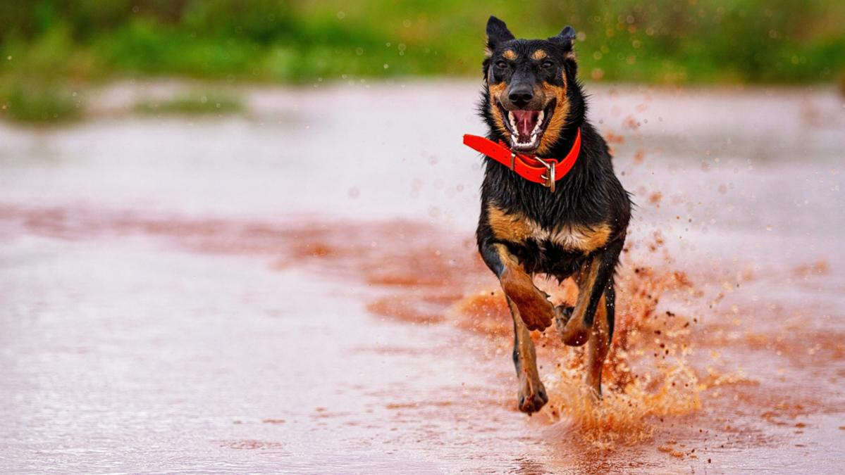 Why this cute WA dog is adored by millions across the globe