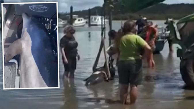 Moment dolphin jumps into boat - and forces fishermen OUT