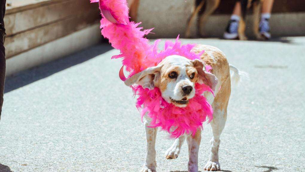 Albany Pride pooch parade draws a crowd