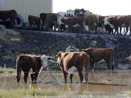 Growers move stock higher, bracing for Cyclone Alfred