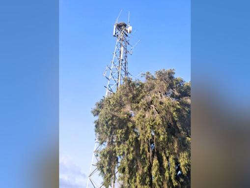 Decades-old Osprey nest saved from tower upgrades