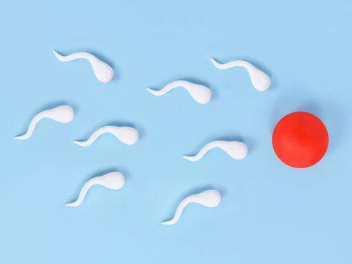 Men with superior sperm quality live longer