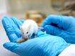 Mice perform first aid on unconscious companions