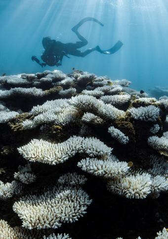 ‘Underwater bushfire’ causes devastation to Ningaloo Reef