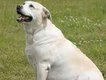Fat gene found in dogs and humans