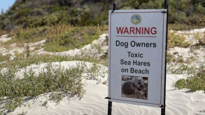 Warning to pet owners as toxic ‘slug’ returns to WA beaches