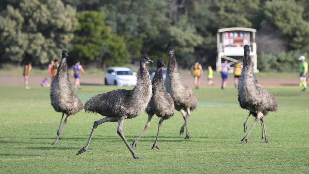 Wild scenes as emus invade country footy match