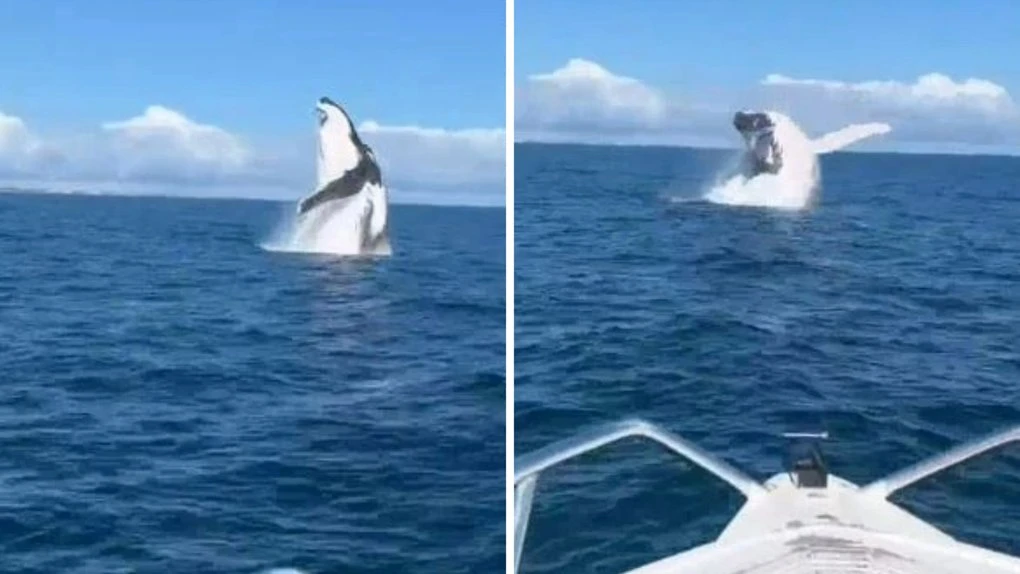Perth mates’ insane close call with humpback whale