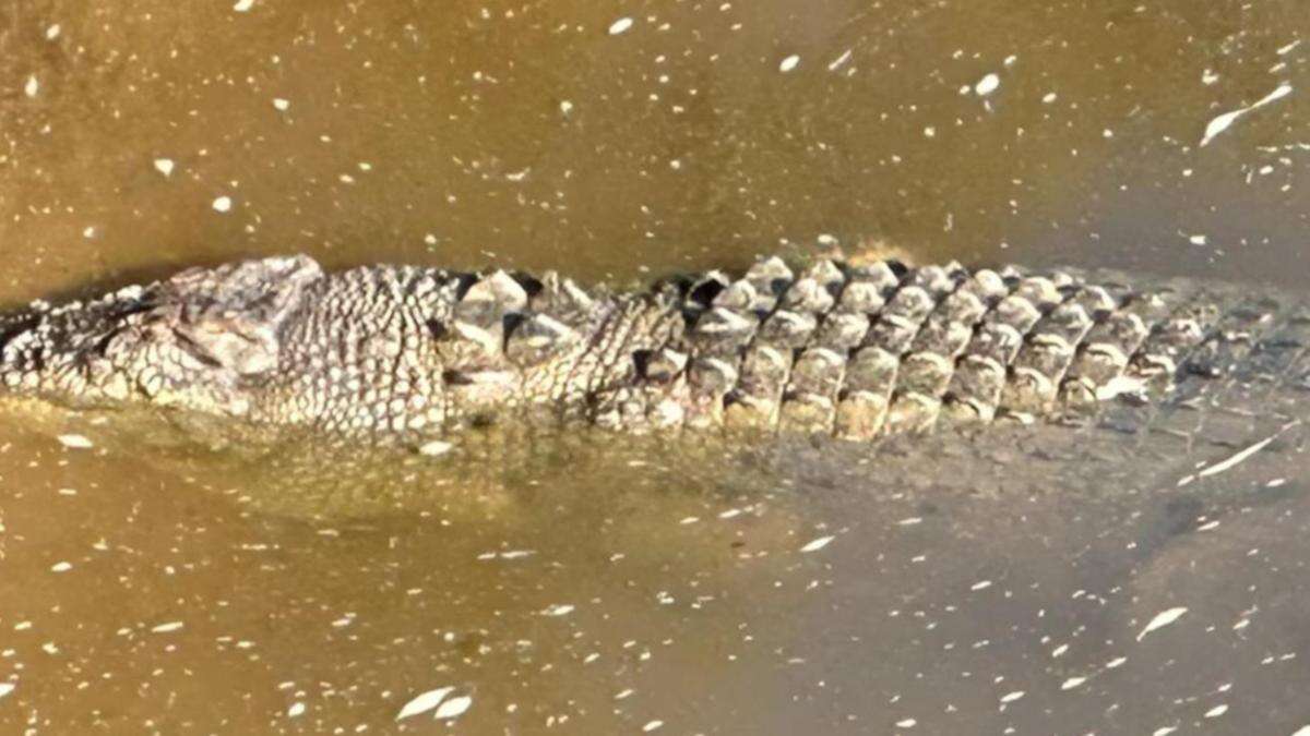 Croc responsible for 12yo’s death killed