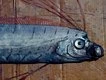 BEAST FROM THE DEEP - Rare 3-metre ‘doomsday fish’ found on remote beach