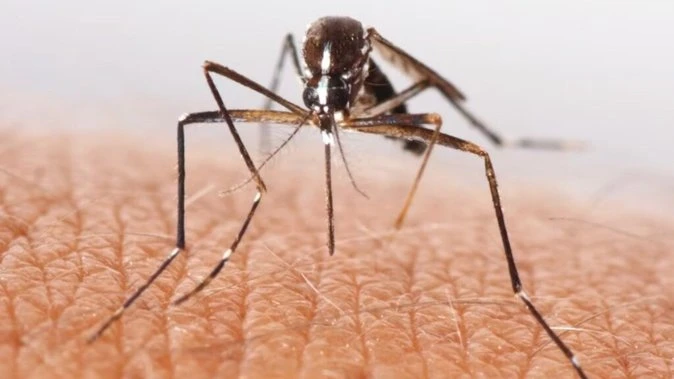 Aussie state hits 71 malaria cases