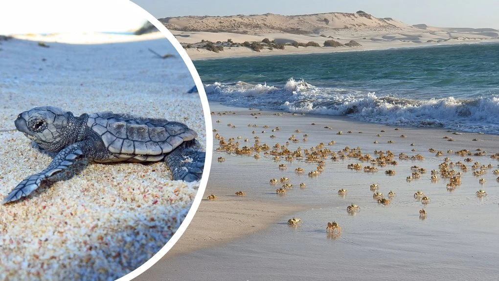 Nightmare vision shows grim reality for turtles on WA coast