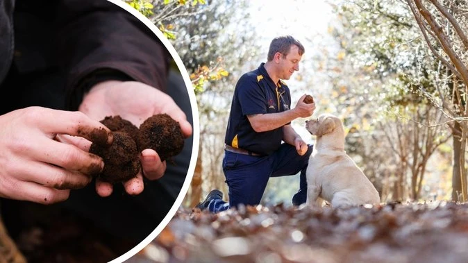 Manjimup set for best truffle crop in ‘three of four years’