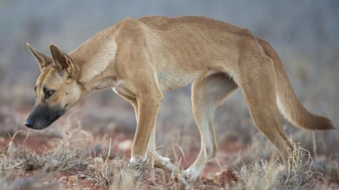 Woman mauled by dingo on Aussie island