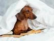 Dogs can 'listen in' on human speech