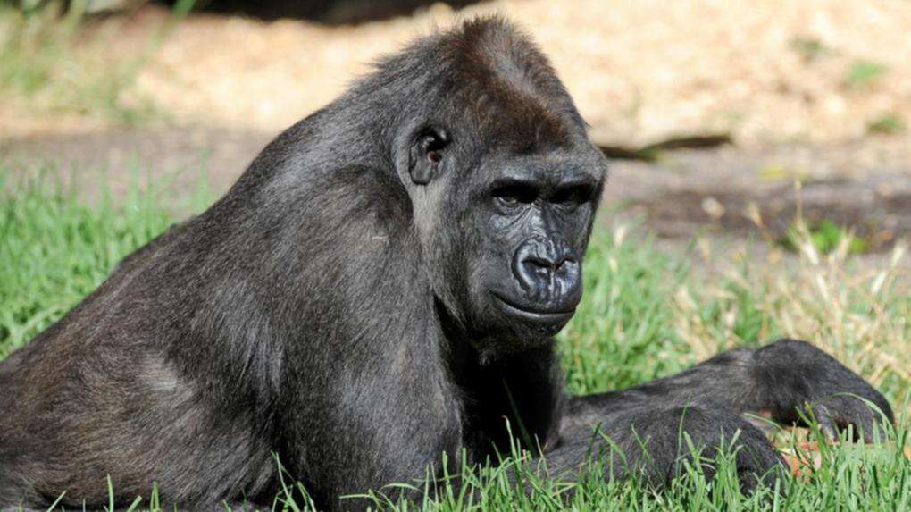 Zoo heartbroken after much-loved gorilla's sudden death