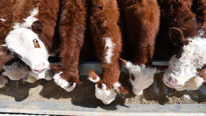 New additive shows promise in taming cattle emissions