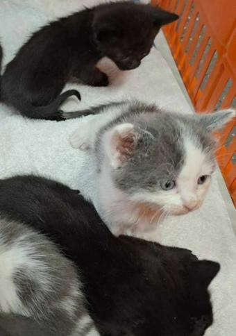 Litter of kittens left to die in cardboard box