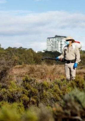 Perth Now exclusiveMosquito issue in Perth suburb causes disease outbreak fears