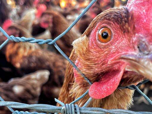 Bird flu strain found at Vic farm