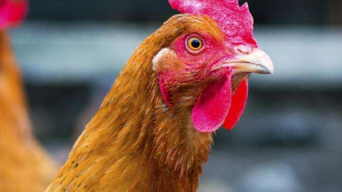 Blow to Aus as new bird flu outbreak found