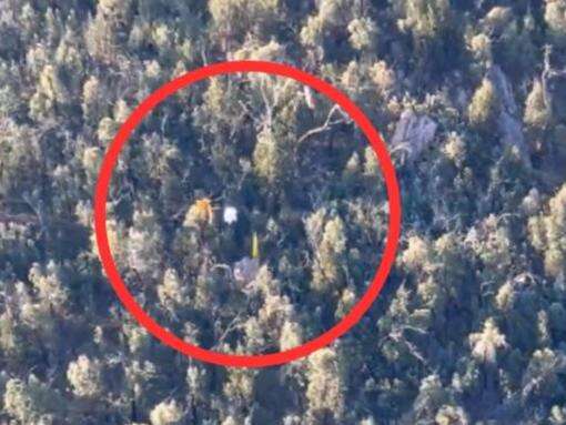 Wild moment paraglider gets stuck in tree