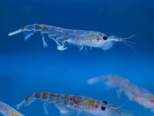 Scientists plan to monitor threatened krill from space