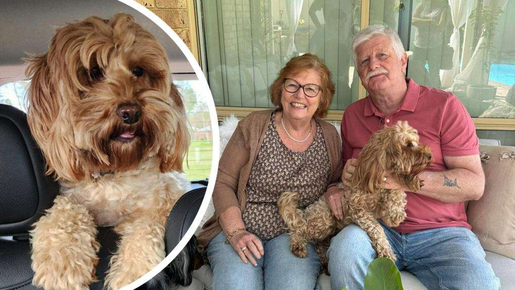 Missing pooch reunited with Perth family after two weeks