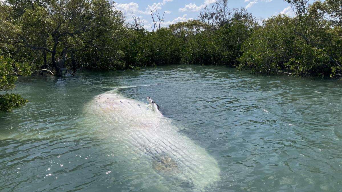 Dead whale found near popular holiday spot