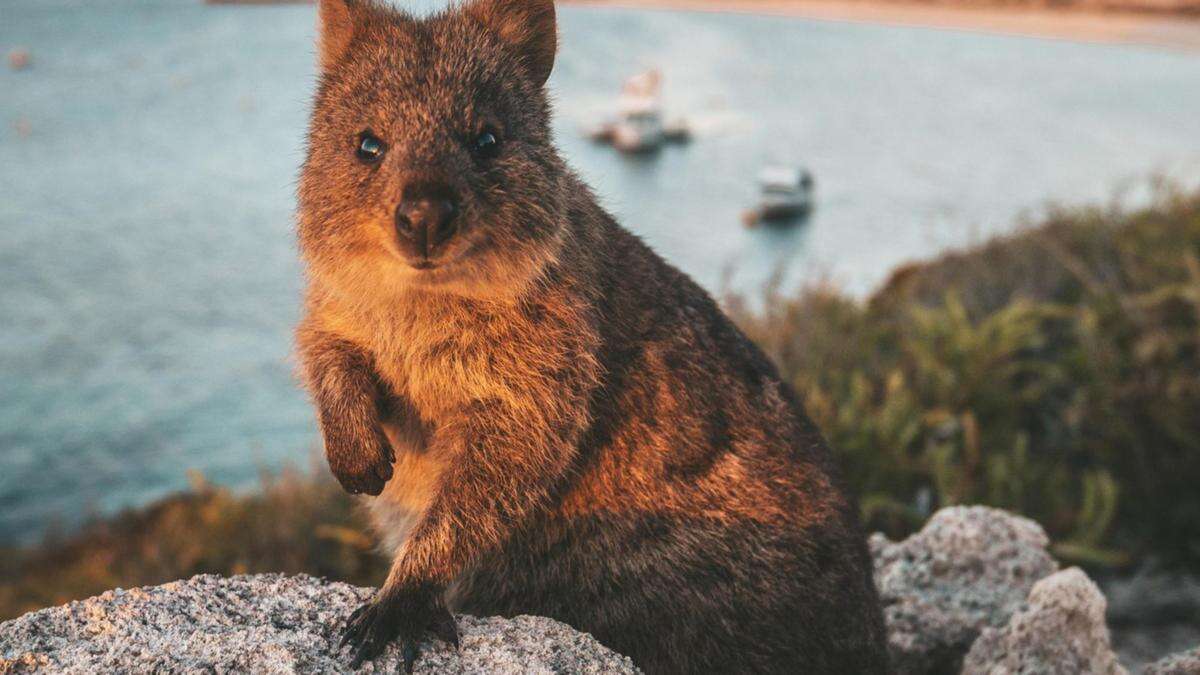 ‘Absolute showstopper:’ $500k quokka released