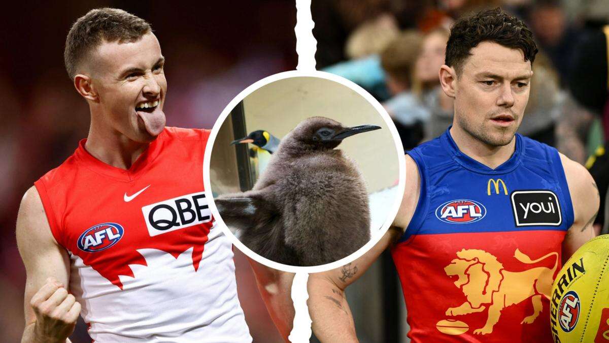 Viral baby penguin Pesto predicts the AFL grand final winner