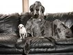 Worlds tallest and smallest dogs meet