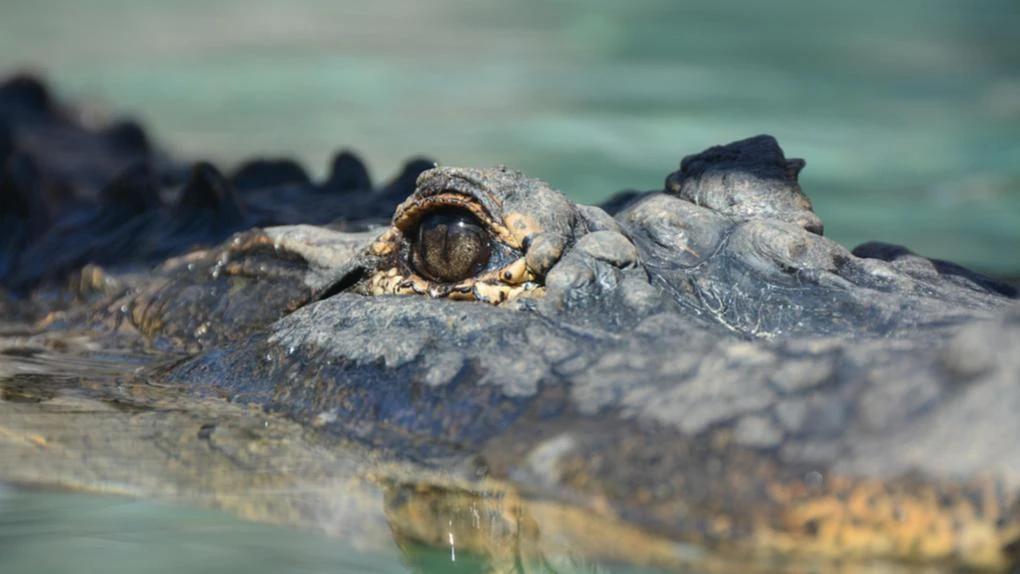 Huge crocodile shuts down five popular WA beaches
